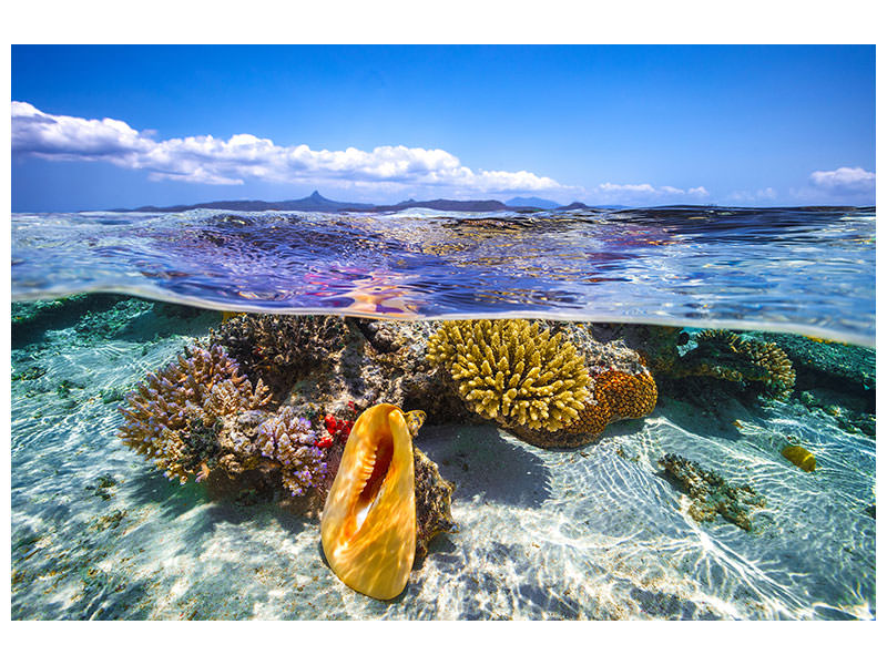 panoramic-canvas-print-lagoon-life