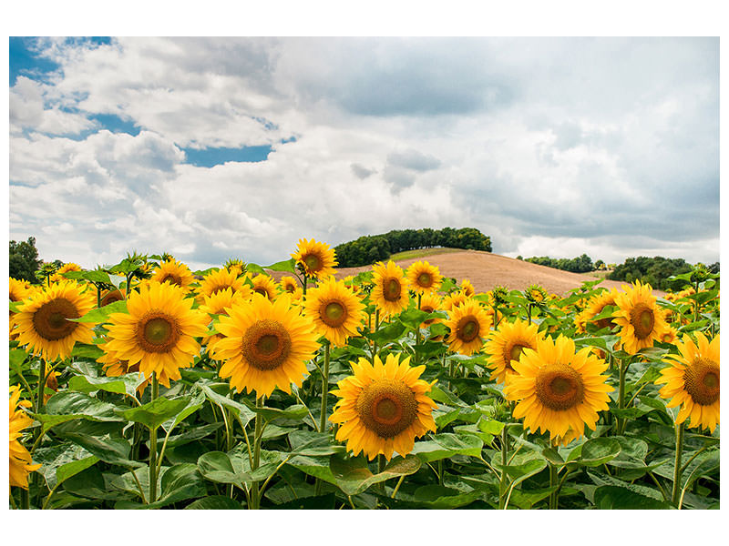 5-piece-canvas-print-landscape-with-sunflowers