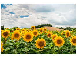 modern-3-piece-canvas-print-landscape-with-sunflowers