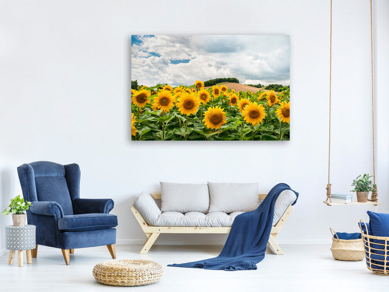 5-piece-canvas-print-landscape-with-sunflowers
