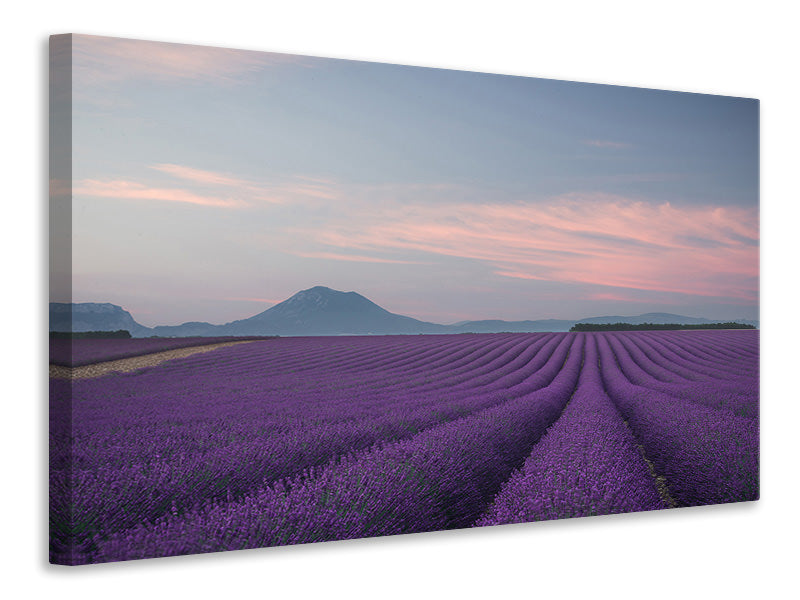 panoramic-canvas-print-lavender-field