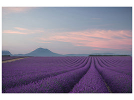 panoramic-3-piece-canvas-print-lavender-field