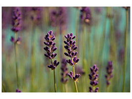 panoramic-canvas-print-lavender-in-xl