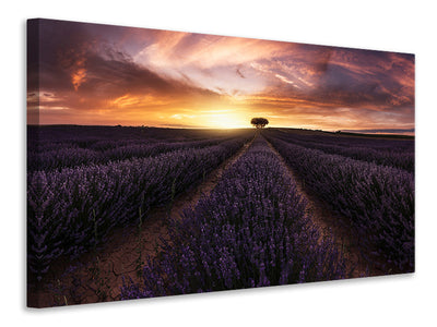 panoramic-canvas-print-lavender-sunset