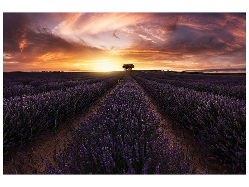 panoramic-canvas-print-lavender-sunset