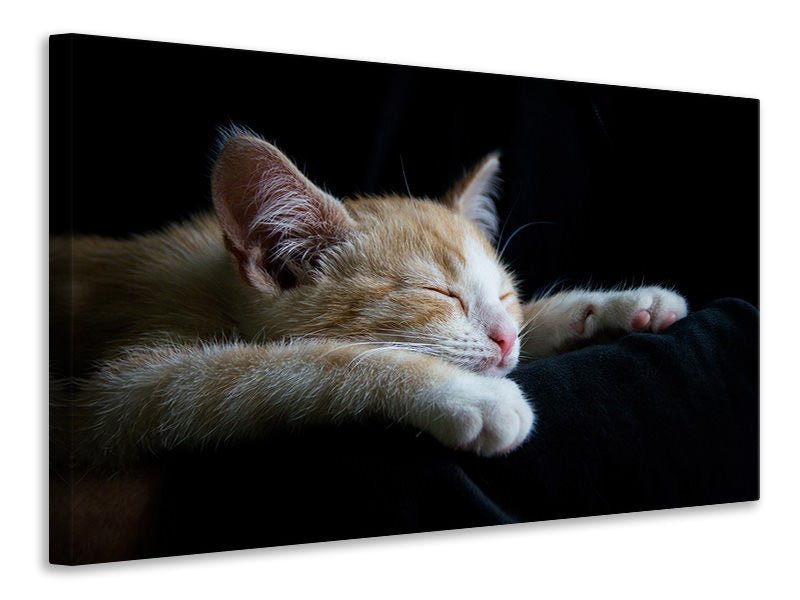 3-piece-canvas-print-lazy-cat