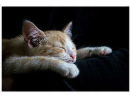 3-piece-canvas-print-lazy-cat