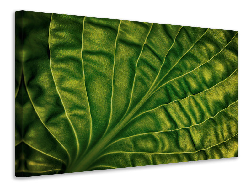 modern-4-piece-canvas-print-leaf-of-a-hosta