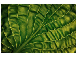 panoramic-3-piece-canvas-print-leaf-of-a-hosta