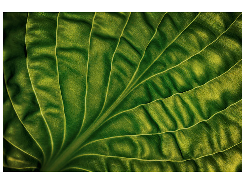 panoramic-3-piece-canvas-print-leaf-of-a-hosta