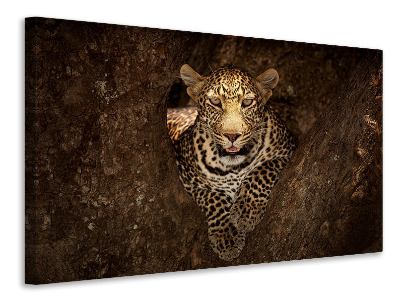 5-piece-canvas-print-leopard-resting-on-a-tree-at-masai-mara