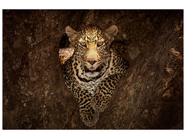 5-piece-canvas-print-leopard-resting-on-a-tree-at-masai-mara