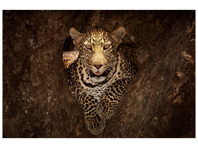 5-piece-canvas-print-leopard-resting-on-a-tree-at-masai-mara
