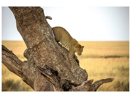 modern-4-piece-canvas-print-leopard-serengheti-tanzania