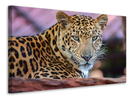 4-piece-canvas-print-leopard
