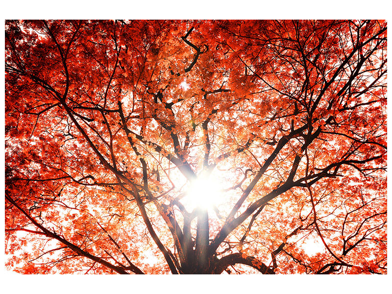 panoramic-3-piece-canvas-print-light-of-autumn