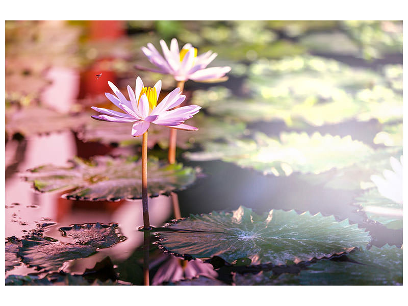 4-piece-canvas-print-lilies-in-pond