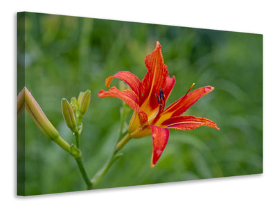 3-piece-canvas-print-lily-blossom-in-the-nature