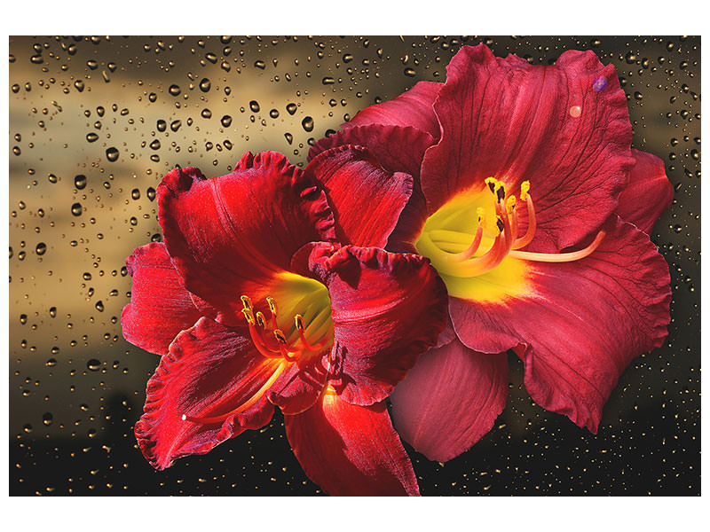 4-piece-canvas-print-lily-flowers-with-water-drops