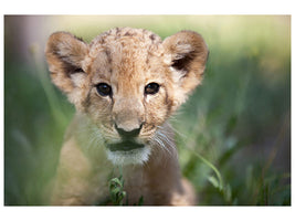 4-piece-canvas-print-lion-baby