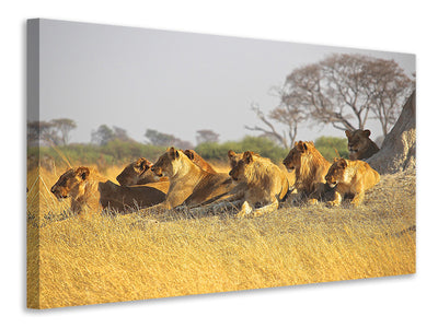 panoramic-canvas-print-lion-family
