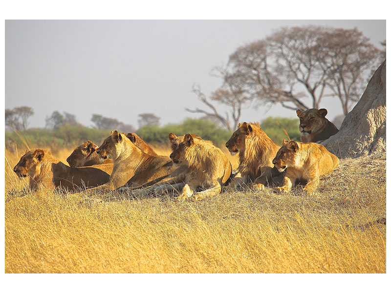 panoramic-3-piece-canvas-print-lion-family