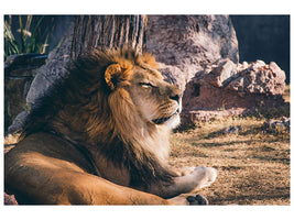 3-piece-canvas-print-lion-is-sunning-himself