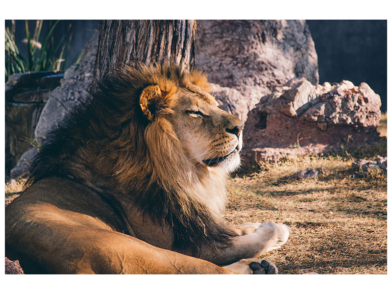 3-piece-canvas-print-lion-is-sunning-himself