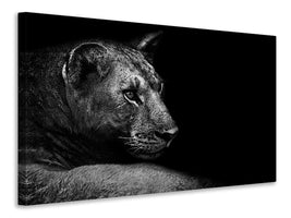 panoramic-3-piece-canvas-print-lion