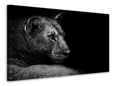 3-piece-canvas-print-lion