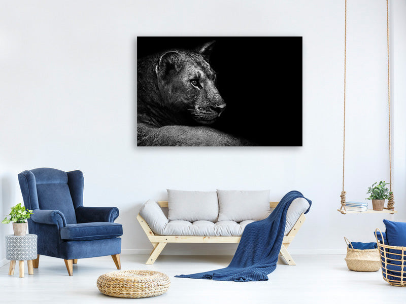 panoramic-canvas-print-lion