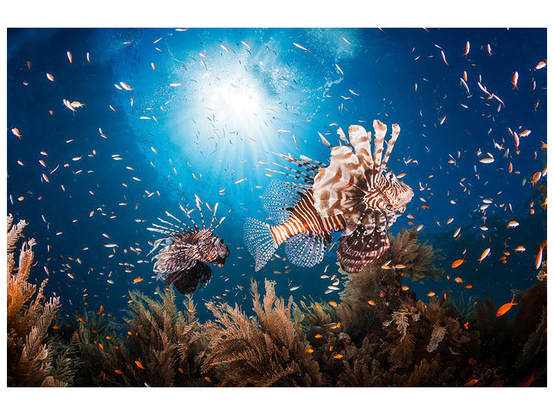 panoramic-3-piece-canvas-print-lionfish-ii
