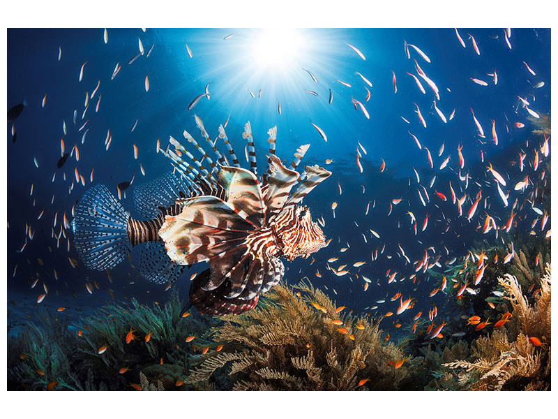 panoramic-3-piece-canvas-print-lionfish