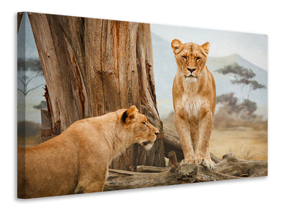 3-piece-canvas-print-lions-in-africa