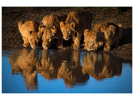 3-piece-canvas-print-lions-of-mara