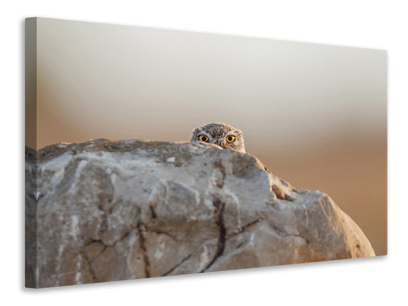 4-piece-canvas-print-little-owl