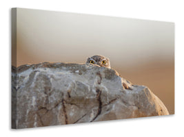 panoramic-canvas-print-little-owl