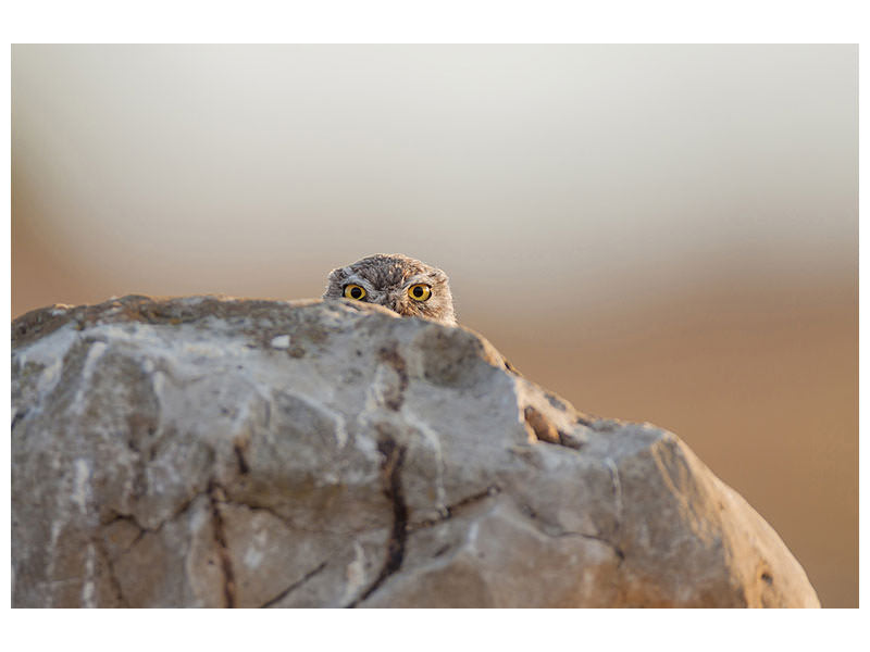 panoramic-canvas-print-little-owl