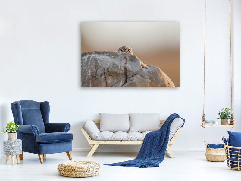 4-piece-canvas-print-little-owl