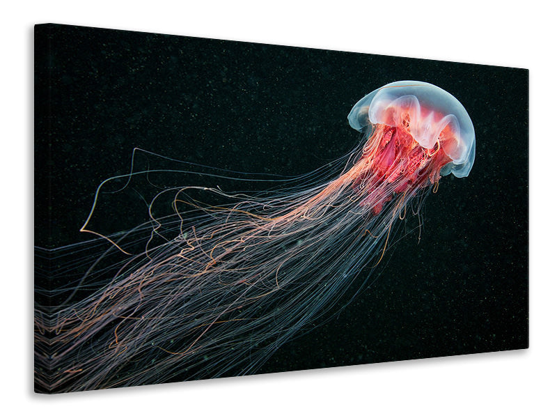 5-piece-canvas-print-longtail