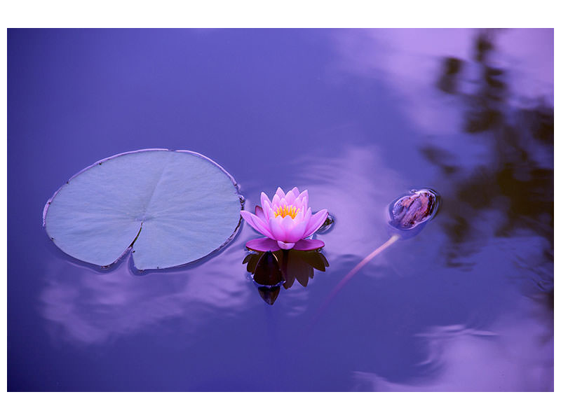 4-piece-canvas-print-lotus-flower