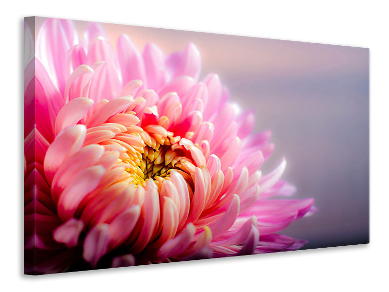 modern-4-piece-canvas-print-macro-chrysanthemum
