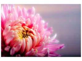 5-piece-canvas-print-macro-chrysanthemum