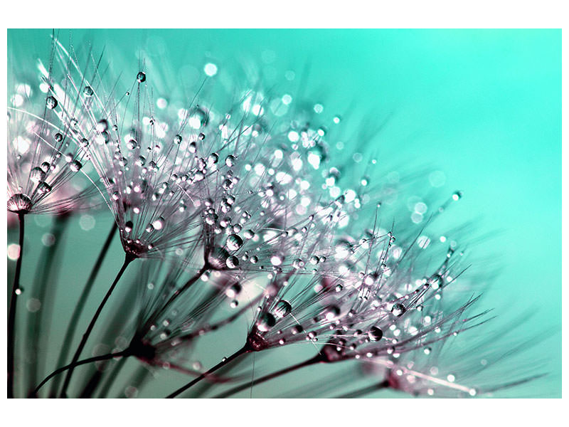 modern-4-piece-canvas-print-macro-dandelion-p