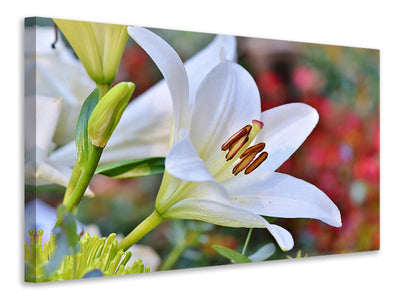 modern-3-piece-canvas-print-magnificent-lily-in-white