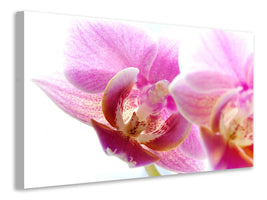 panoramic-3-piece-canvas-print-magnificent-phalaenopsis