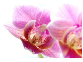 panoramic-3-piece-canvas-print-magnificent-phalaenopsis