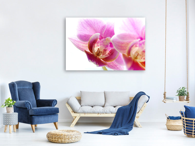 panoramic-canvas-print-magnificent-phalaenopsis