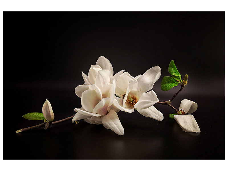 5-piece-canvas-print-magnolia