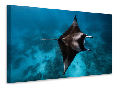 modern-4-piece-canvas-print-manta-fly